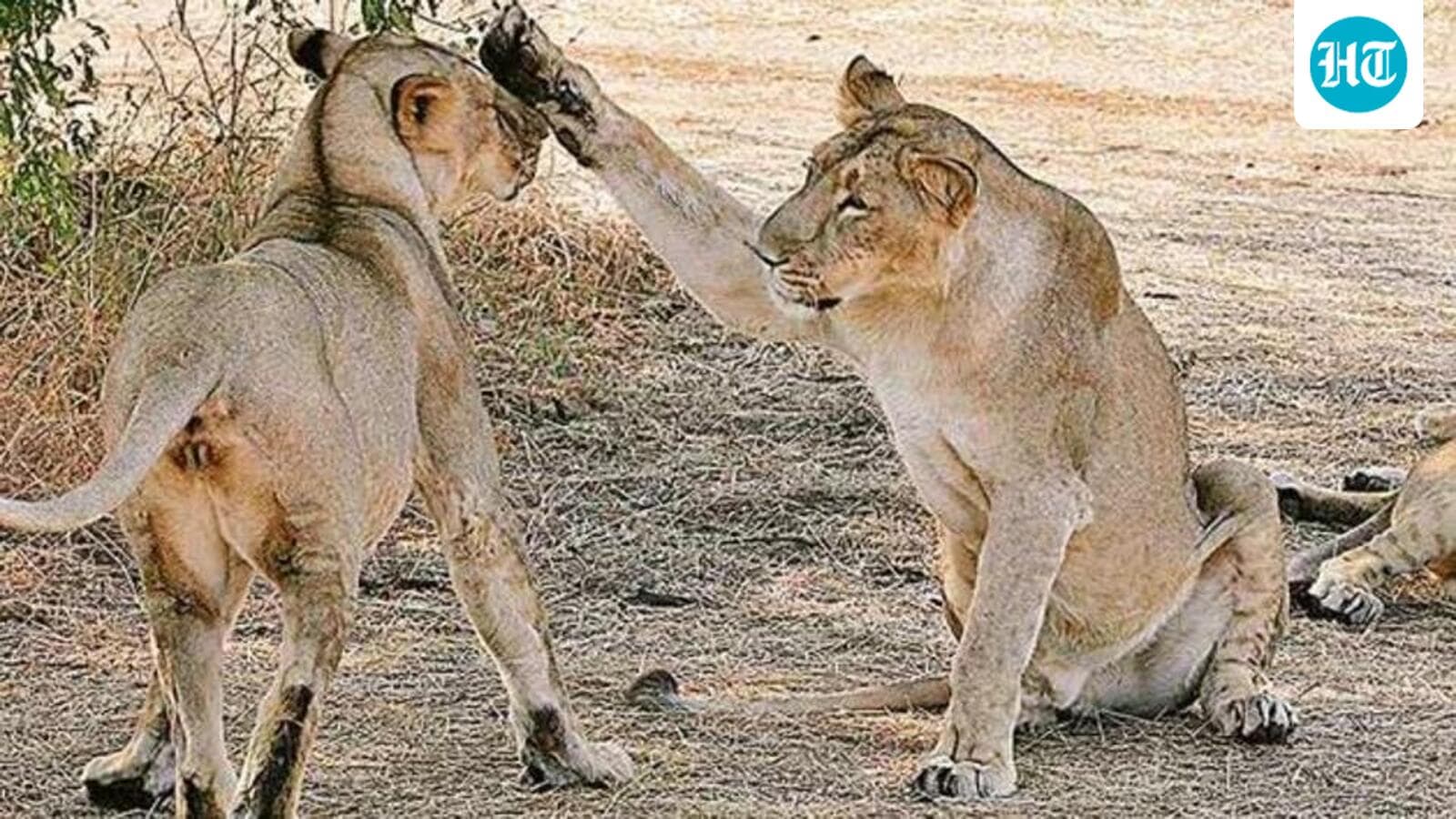Gir Lion Deaths: Tests Clear Canine Distemper and Babesia as Causes