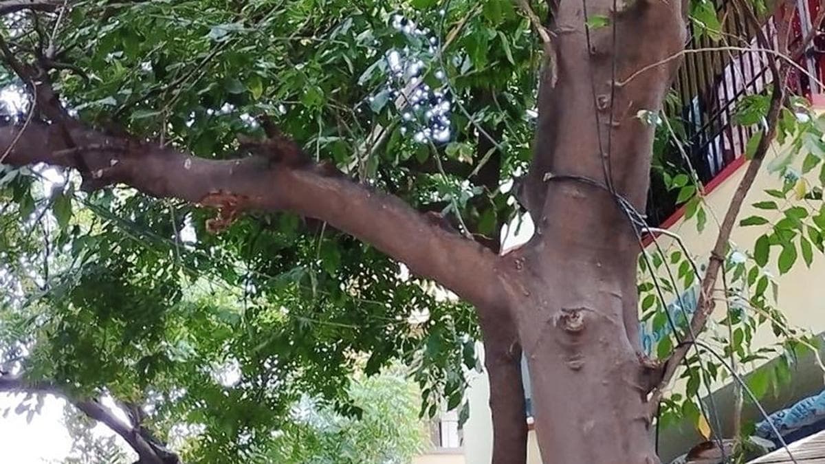 एक शिक्षिका की हरी विरासत ने कैसे चोक्कनाथन नगर को हरियाली से भर दिया