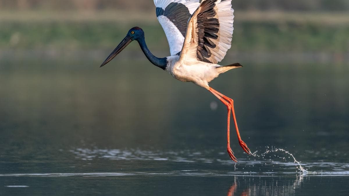 Kaziranga National Park Emerges as a Biodiversity Hotspot for Raptors and Storks