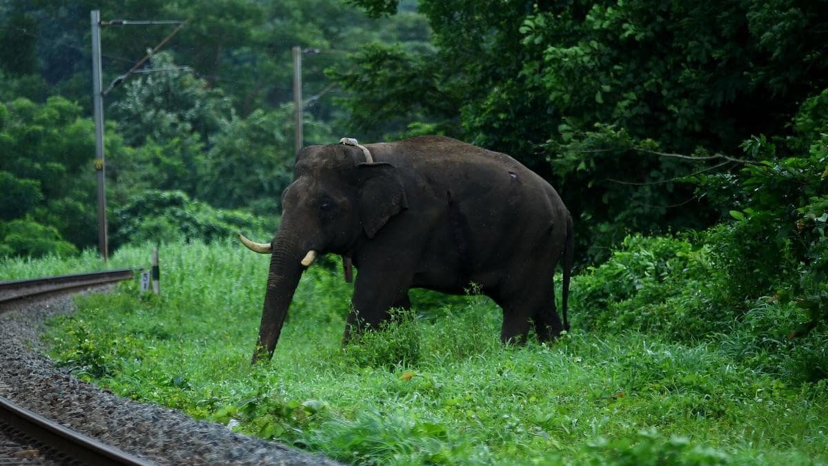 Kerala’s Forest 'Carrying Capacity' Push Faces Skepticism From Wildlife Experts