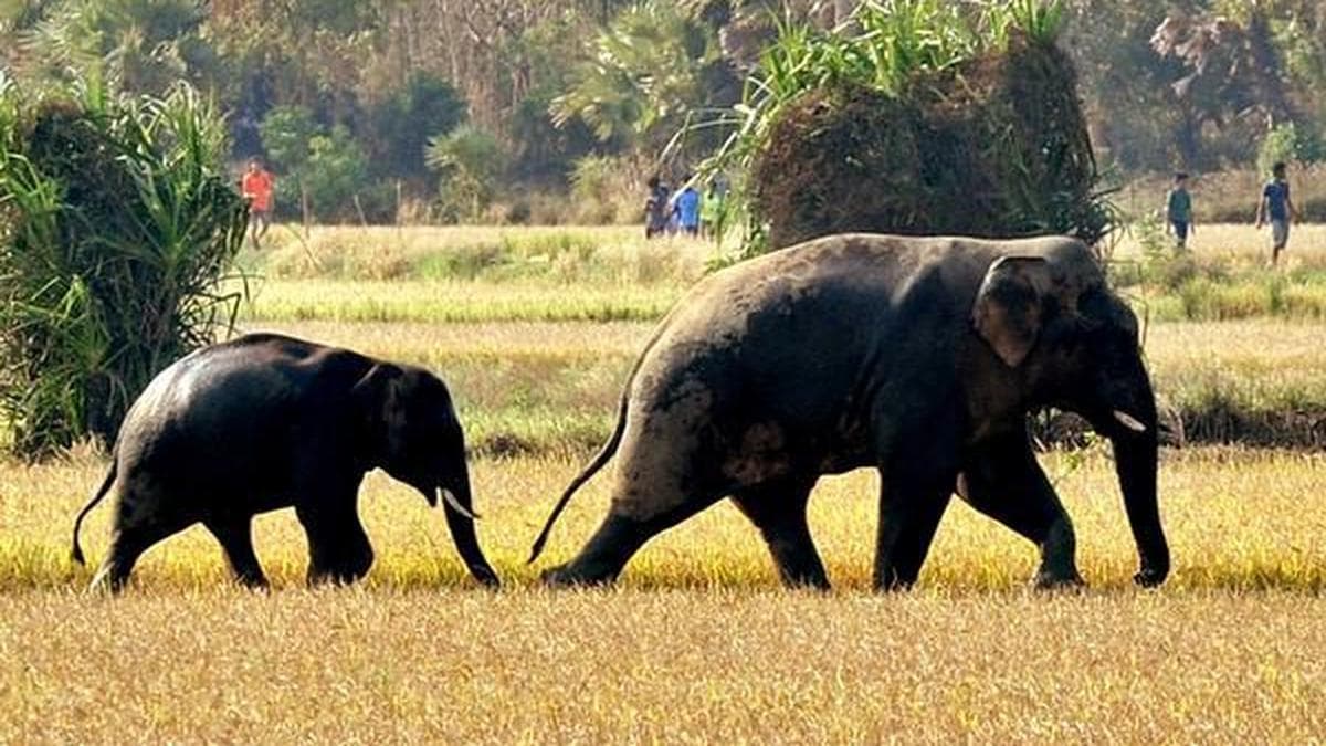 Morning school run turns fatal as wild elephant attack leaves woman dead in Idukki
