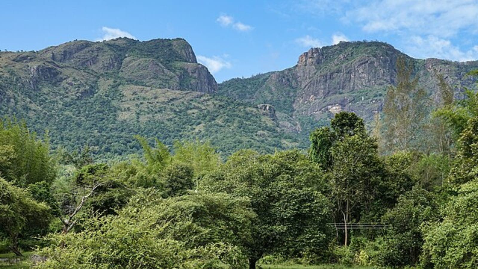 Nilgiri Tahr Population Reaches 1,364 in Tamil Nadu: A Steady Climb for the Mountain Monarch