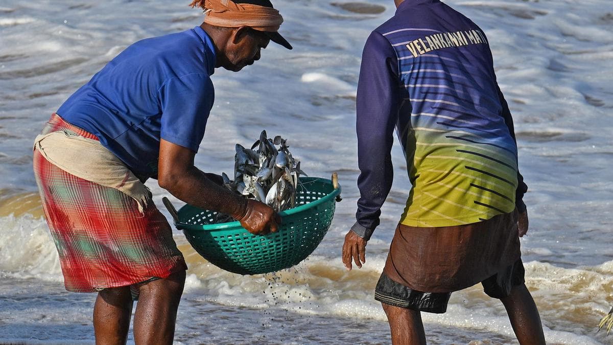 Signals from the sea: why jellyfish and sardines are washing ashore in record numbers