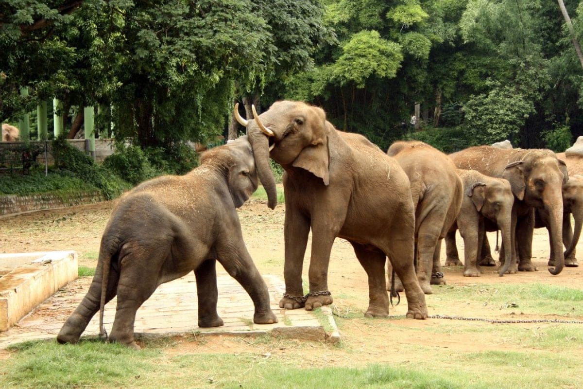 Silent Crisis: Human Activities Killed 1,653 Elephants in India Since 2009, Study Reveals