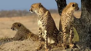 The Kuno Crisis: Why India’s Ambitious Cheetah Project is Failing Its Wildlife
